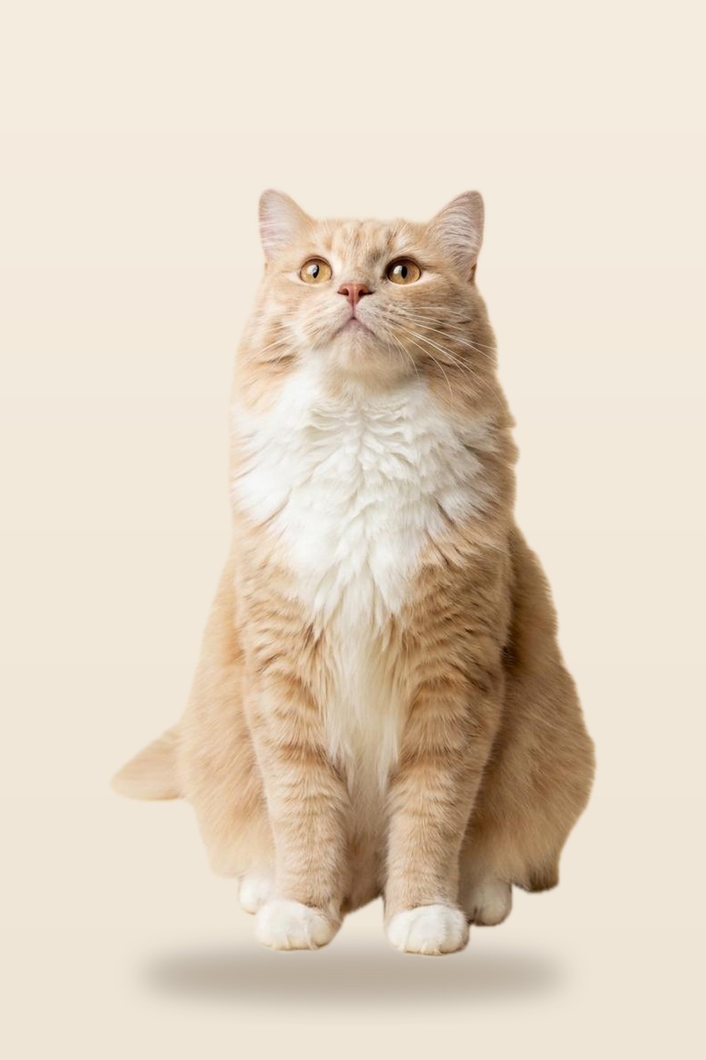 Long-haired cream and ginger tabby cat sitting upright with golden eyes looking up, on a soft cream background — the kind of cat that watches its water fountain like television.