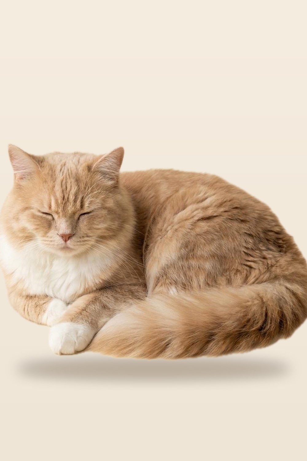 Long-haired cream and ginger tabby cat curled into a tight donut shape, eyes closed, paws tucked, fluffy tail wrapped around body — the cat-loaf pose this bed is engineered for.